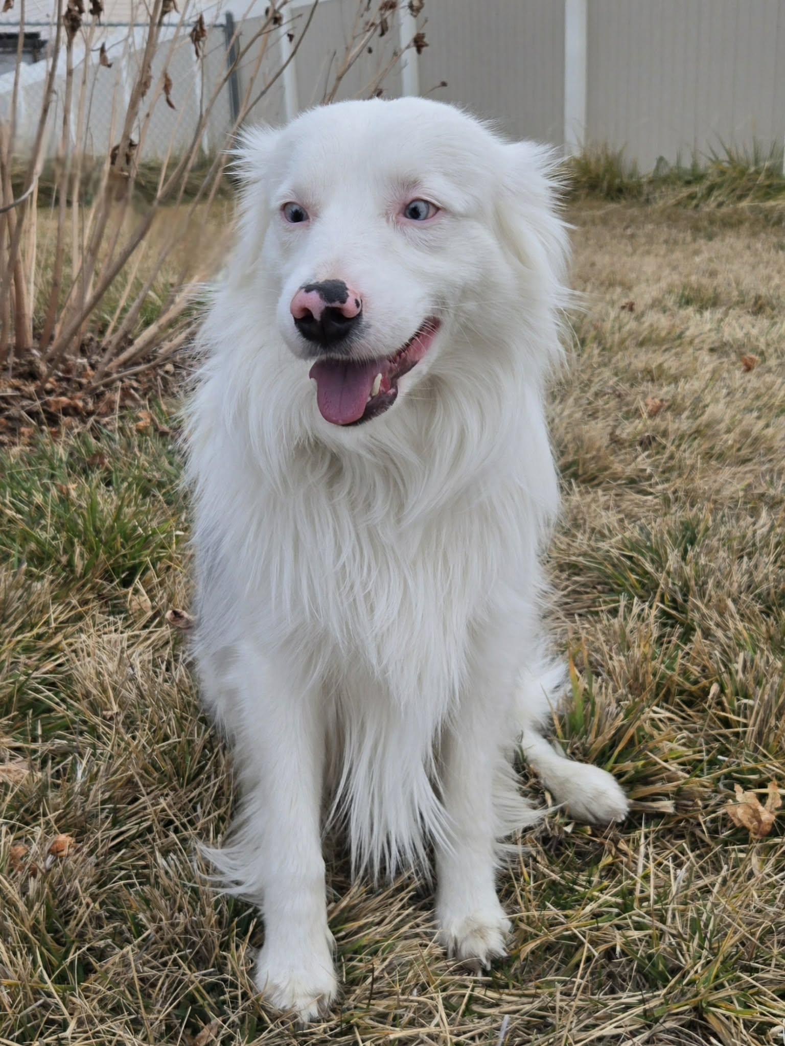 Enlarge Echo, a ADOPTABLE Australian Shepherd in Clinton, UT image 2/4