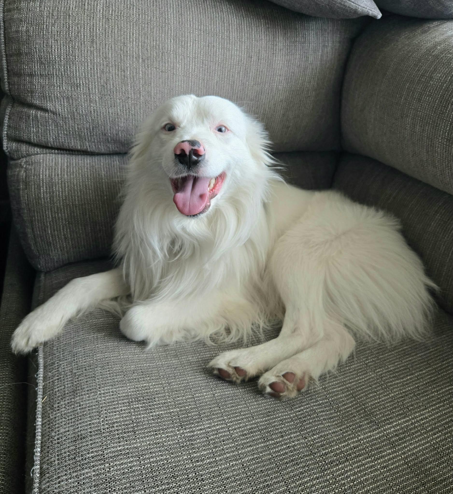 Enlarge Echo, a ADOPTABLE Australian Shepherd in Clinton, UT image 3/4