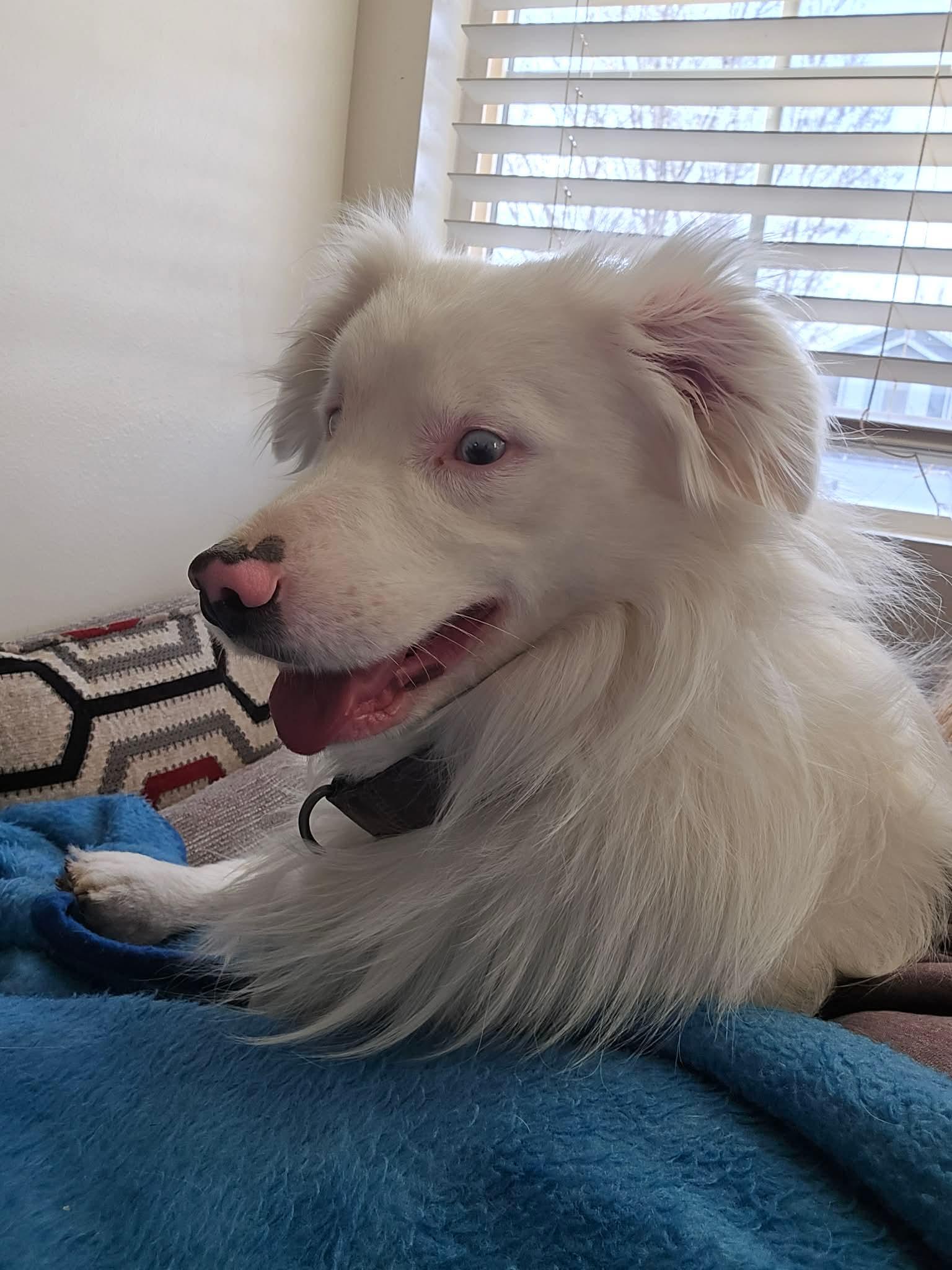 Enlarge Echo, a ADOPTABLE Australian Shepherd in Clinton, UT image 4/4