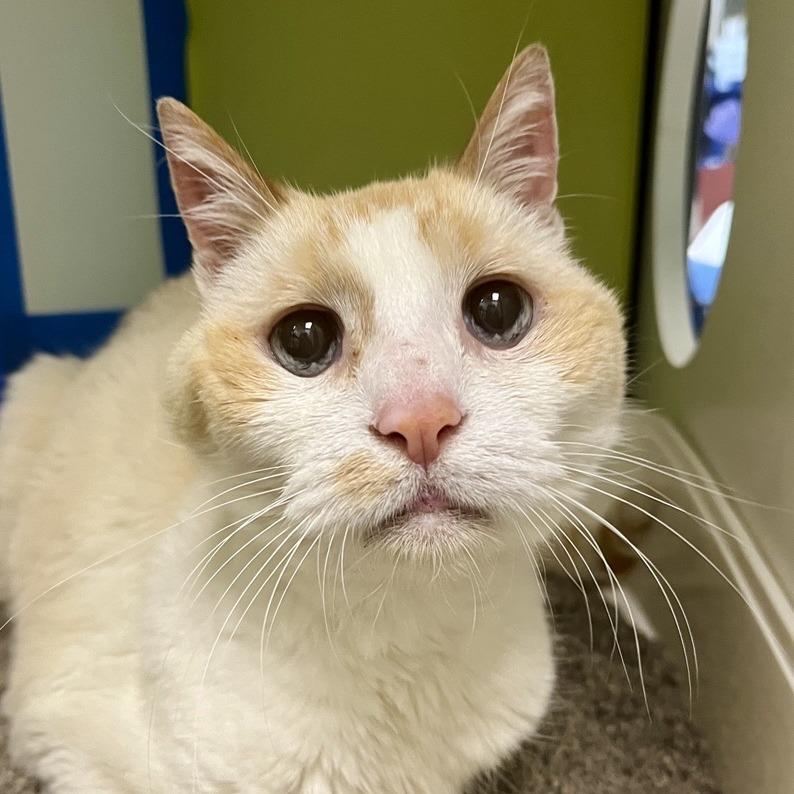 Tiktok, Adoptable, Senior Male Domestic Short Hair.