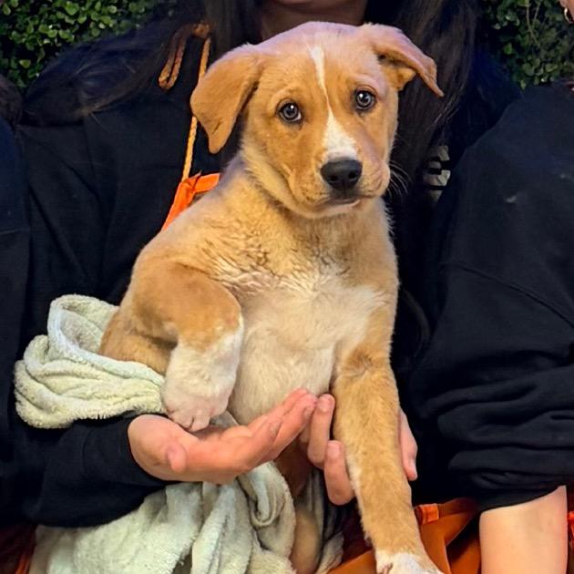 Moses, Adoptable, Puppy Male Mixed Breed.