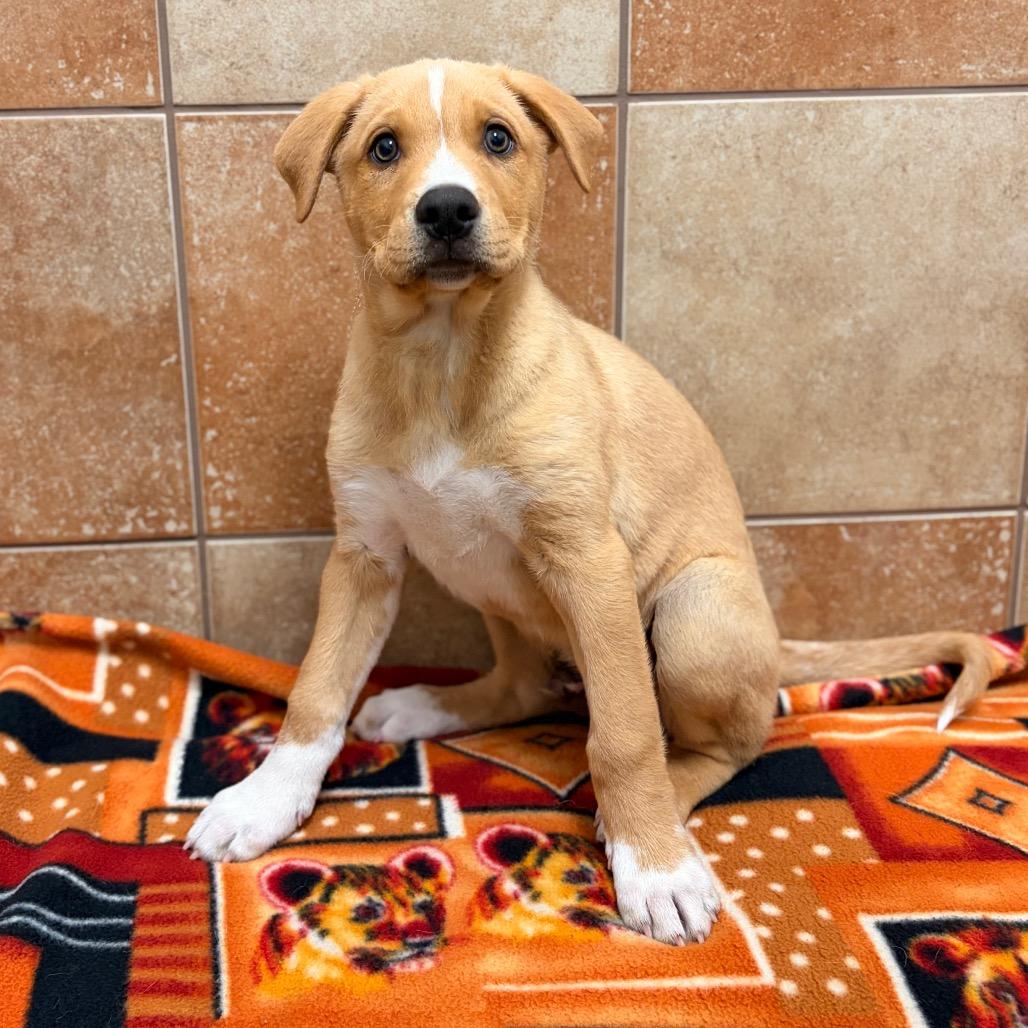 Moses, a Adoptable Mixed Breed in Spokane, WA image 2/2