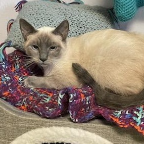 Riley, adopted, Young Female Domestic Short Hair & Siamese.