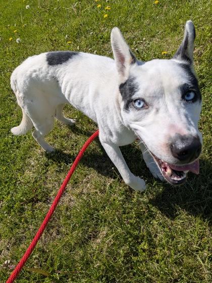 Skylar, a ADOPTABLE Husky in Belleville, MI image 2/3