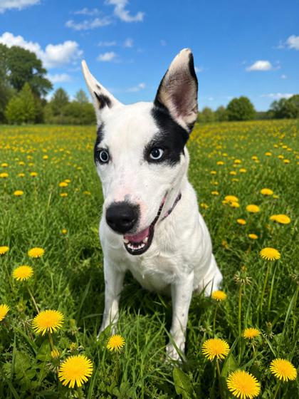 Skylar, a ADOPTABLE Husky in Belleville, MI image 1/3