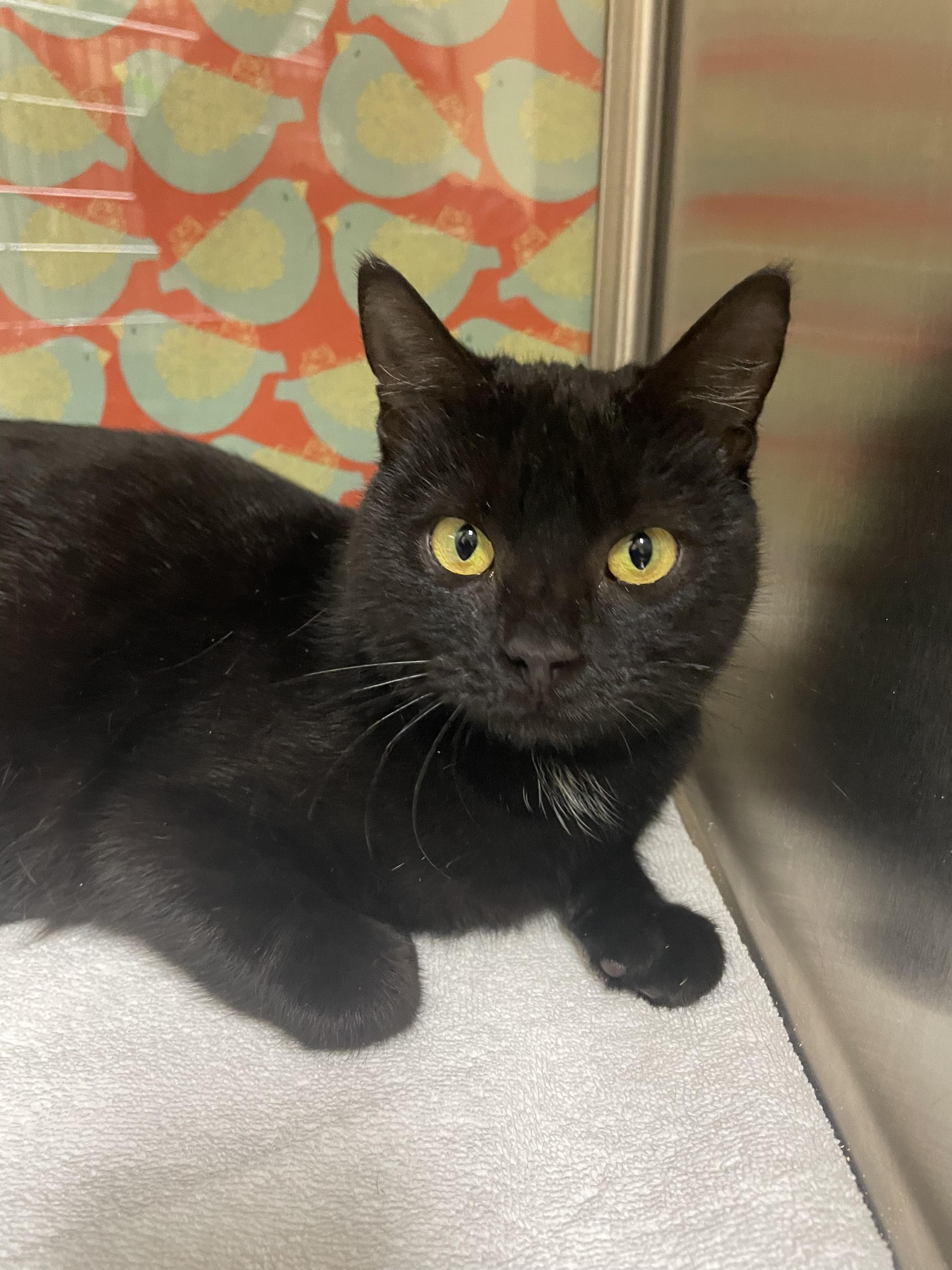 Topaz, an adopted Domestic Short Hair in Worcester, MA image 2/3