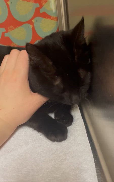 Enlarge Topaz, an adopted Domestic Short Hair in Worcester, MA video 3/3