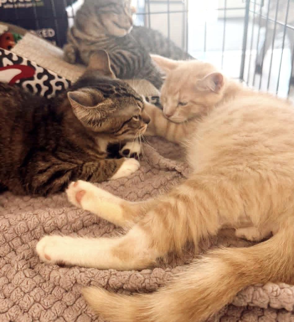 Enlarge Mai, a ADOPTABLE Tabby in Philadelphia, PA image 3/3