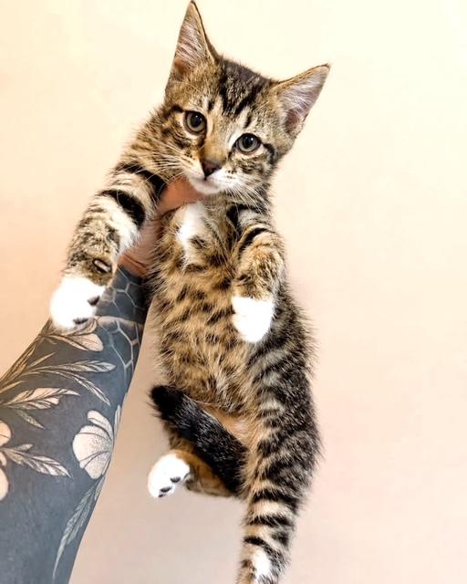 Mai, ADOPTABLE, Kitten Female Tabby.