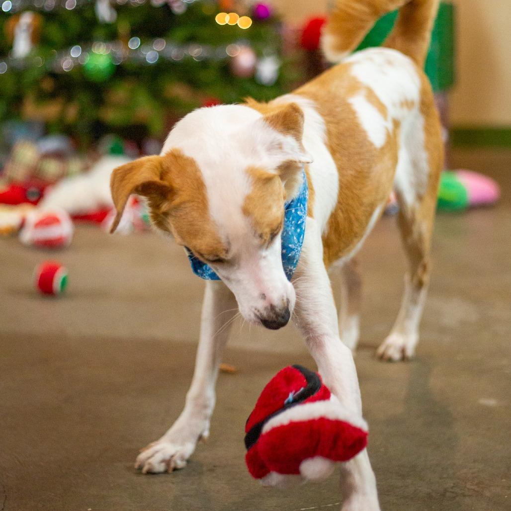 Enlarge Penny, a Adoptable mixed breed in Kailua Kona, HI image 1/6
