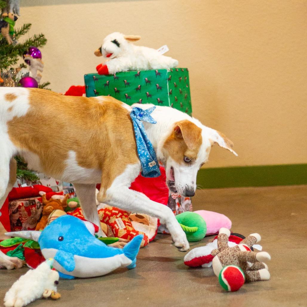 Enlarge Penny, a Adoptable mixed breed in Kailua Kona, HI image 2/6