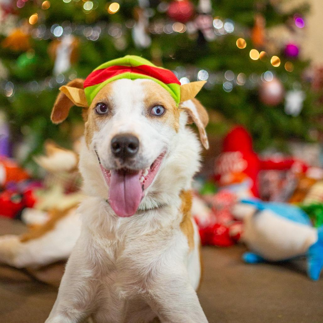 Enlarge Penny, a Adoptable mixed breed in Kailua Kona, HI image 3/6