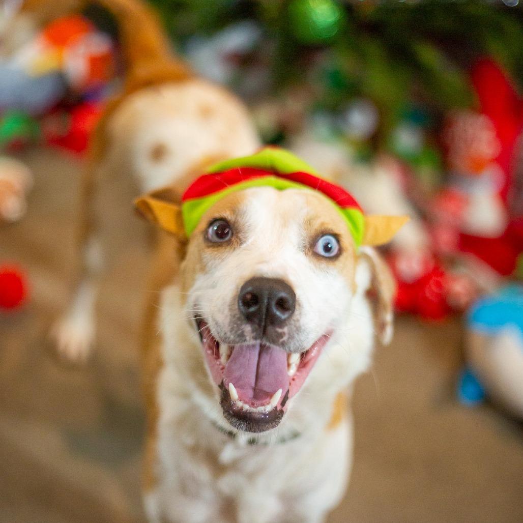 Enlarge Penny, a Adoptable mixed breed in Kailua Kona, HI image 4/6