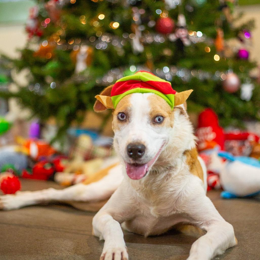 Enlarge Penny, a Adoptable mixed breed in Kailua Kona, HI image 5/6