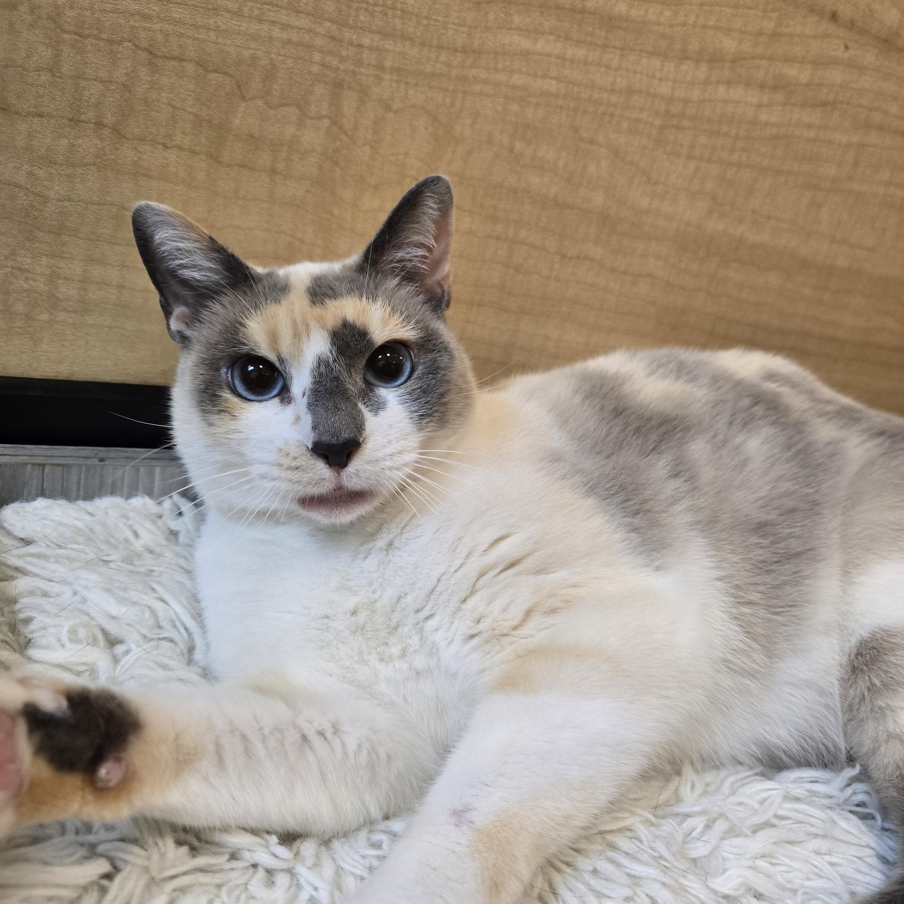Nephi, an adopted mixed breed in Warr Acres, OK image 1/4