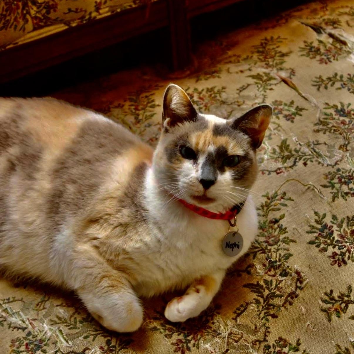 Nephi, an adopted mixed breed in Warr Acres, OK image 3/4