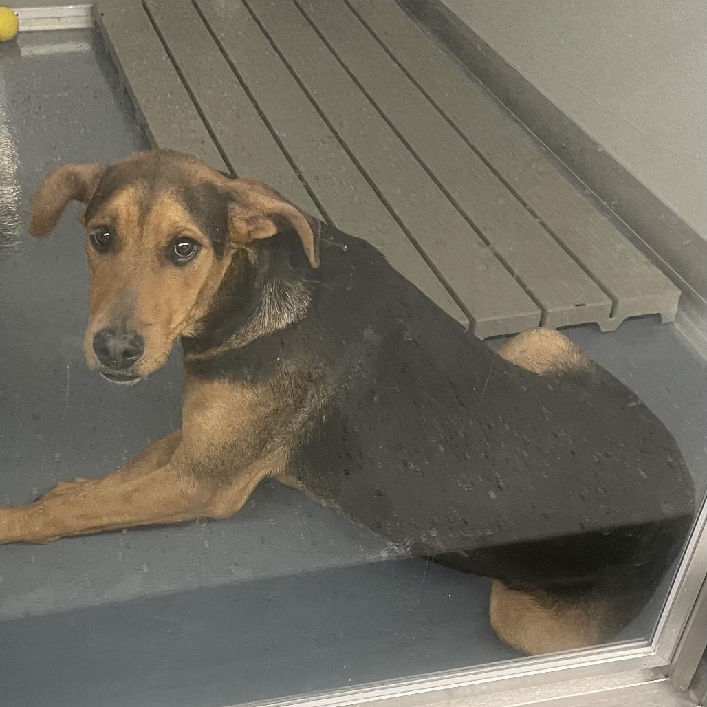 Turkey, Adoptable, Adult Male Hound & Mixed Breed.