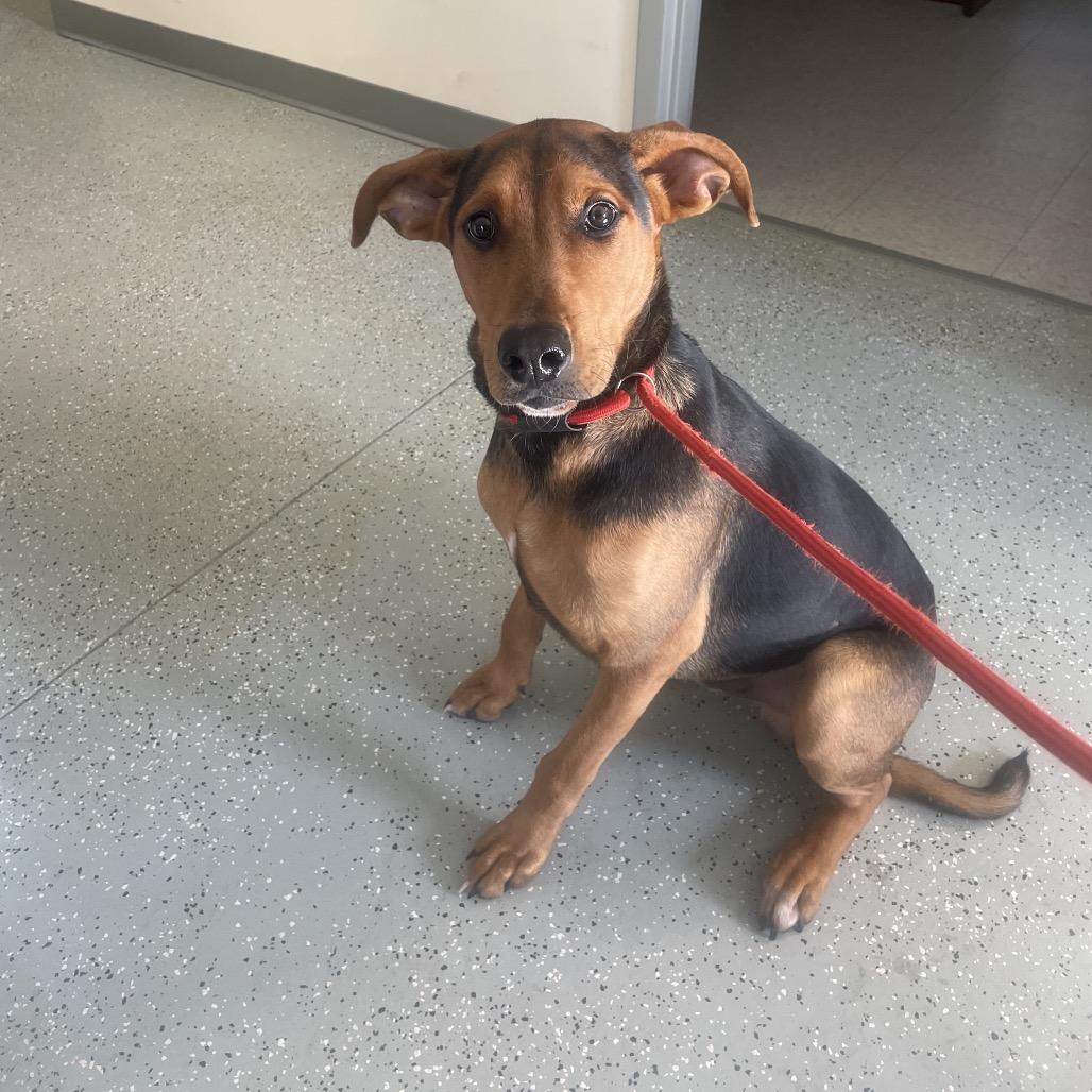 Enlarge Turkey, a Adoptable mixed breed in Galax, VA image 2/2