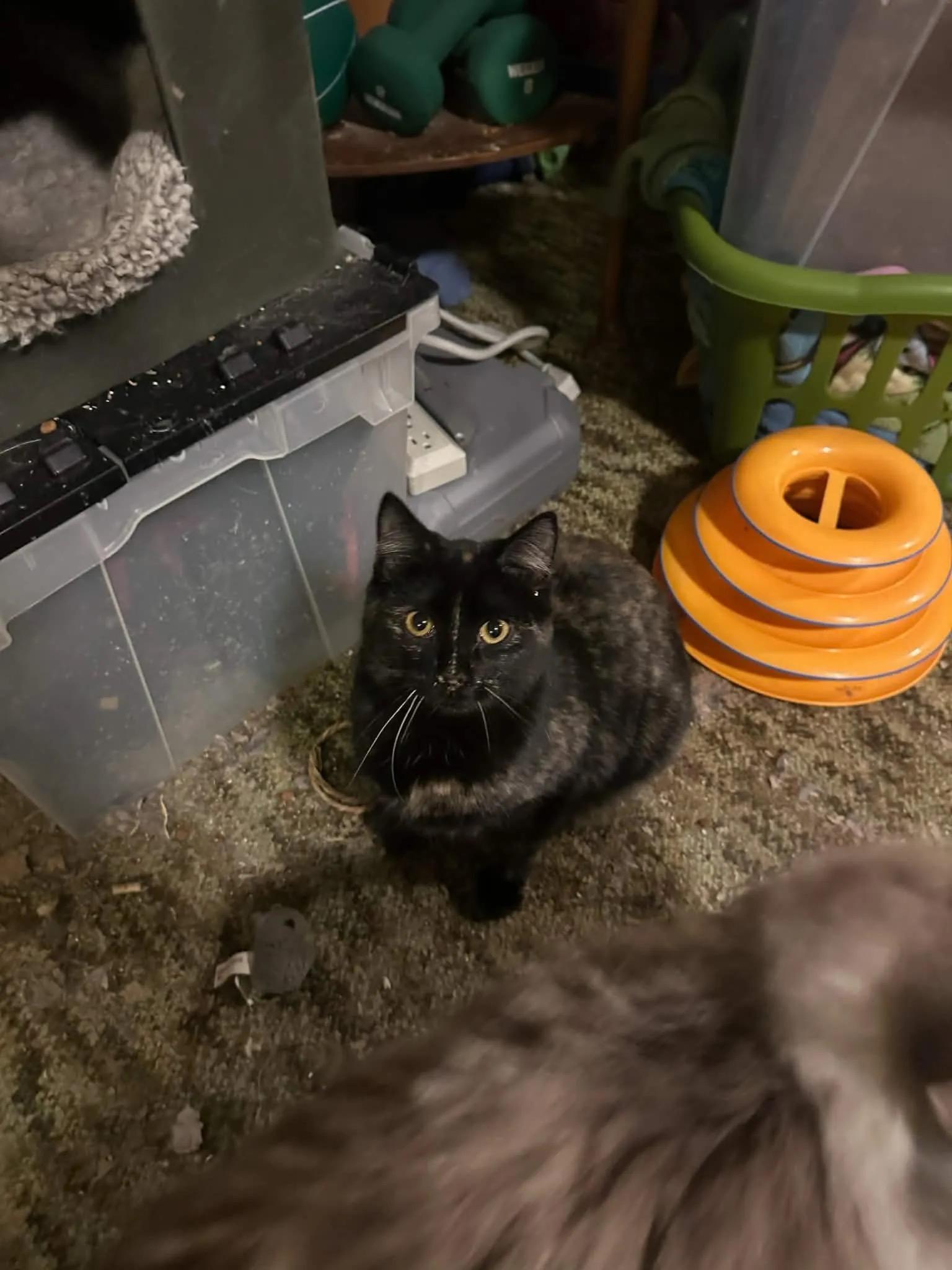 Enlarge LT (Little Torti), a ADOPTABLE Domestic Short Hair in Missoula, MT image 1/1