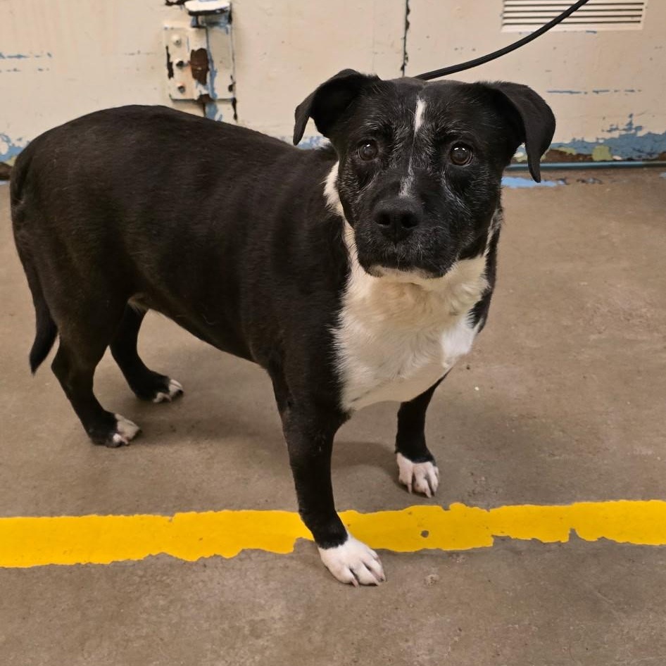 Enlarge Pua 4146, a Adoptable mixed breed in Phoenix, AZ image 1/2