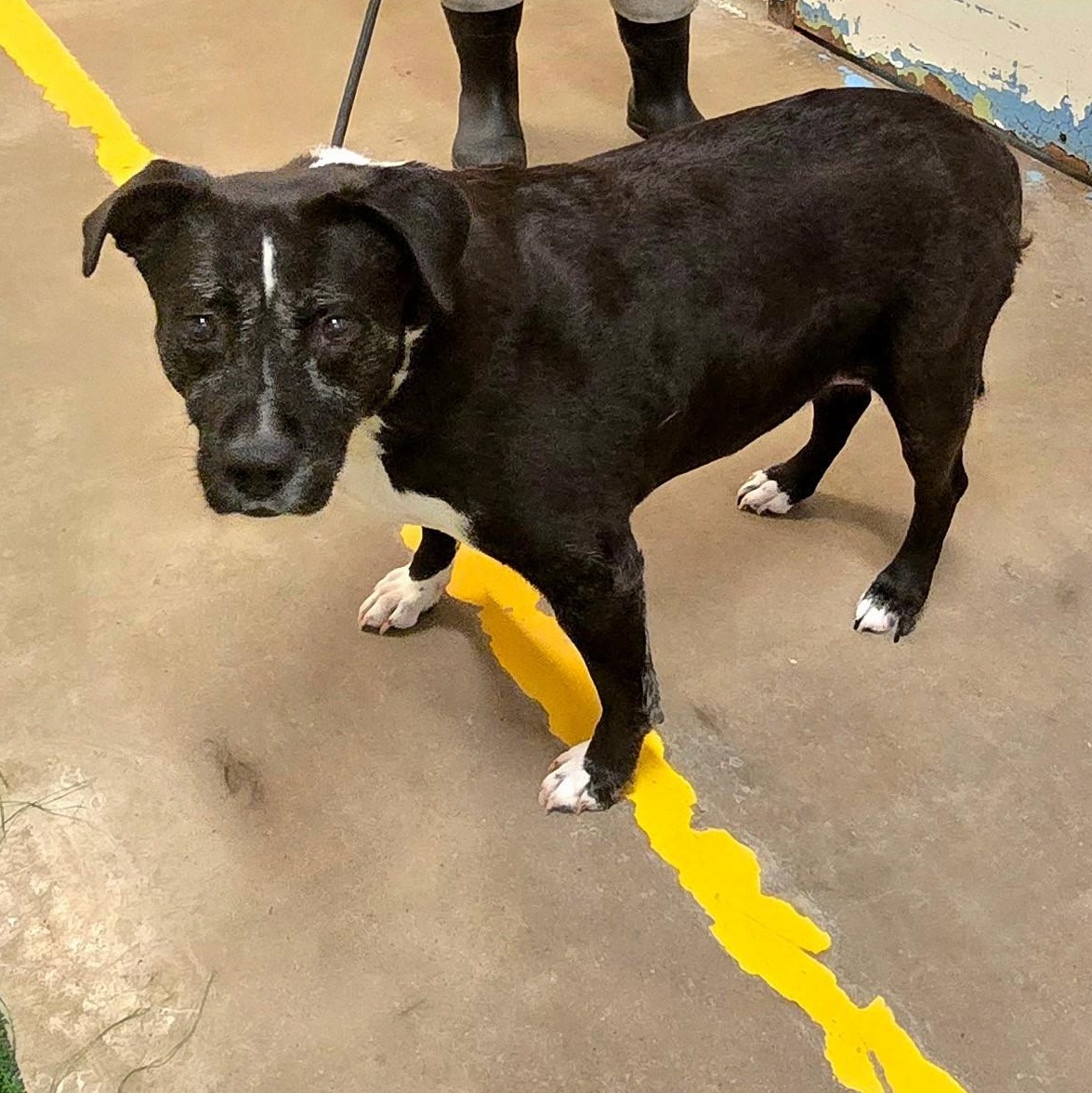 Enlarge Pua 4146, a Adoptable mixed breed in Phoenix, AZ image 2/2