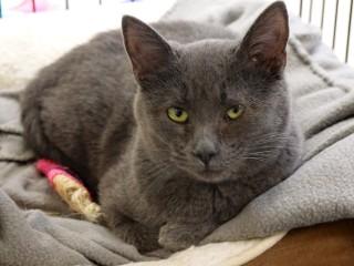Enlarge Chloe, an adopted mixed breed in Anaconda, MT image 3/4