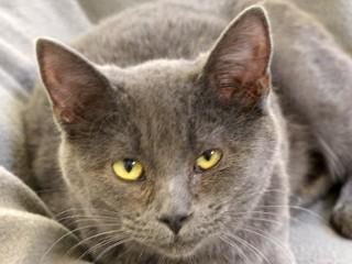 Enlarge Chloe, an adopted mixed breed in Anaconda, MT image 1/4