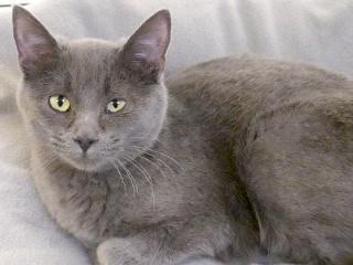 Enlarge Chloe, an adopted mixed breed in Anaconda, MT image 2/4