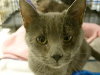 Enlarge Chloe, a ADOPTABLE mixed breed in Anaconda, MT image 1/1