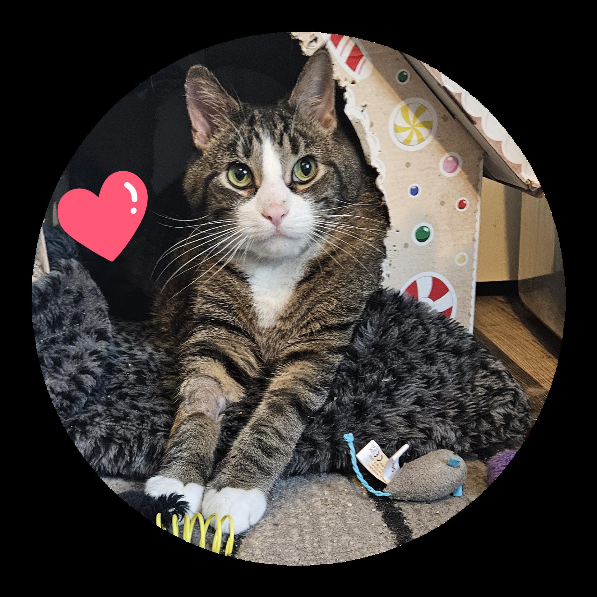 Tiberius ( Ti Ti ), a Adoptable Domestic Short Hair in Walkersville, MD image 6/6