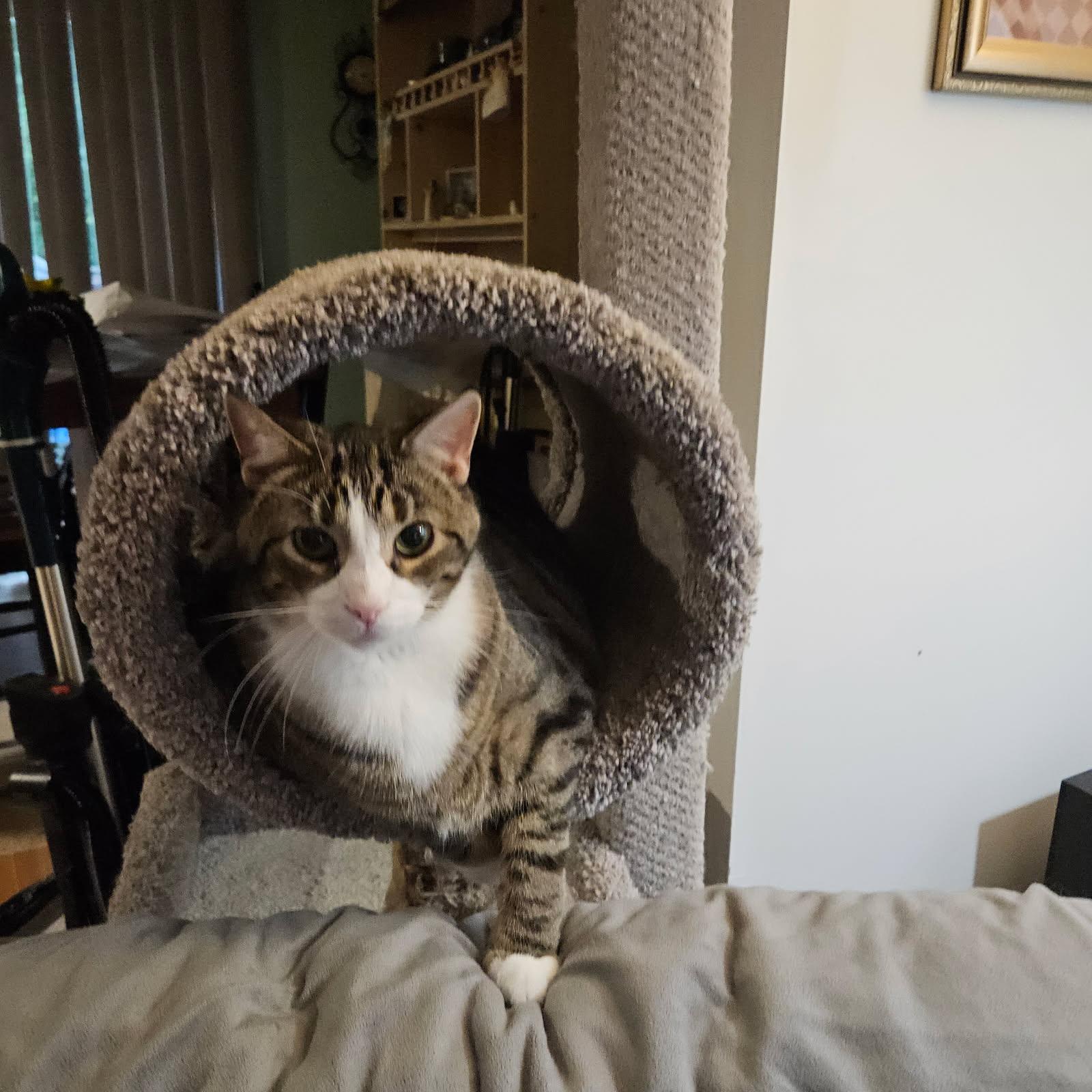 Tiberius ( Ti Ti ), Adoptable, Adult Male Domestic Short Hair.