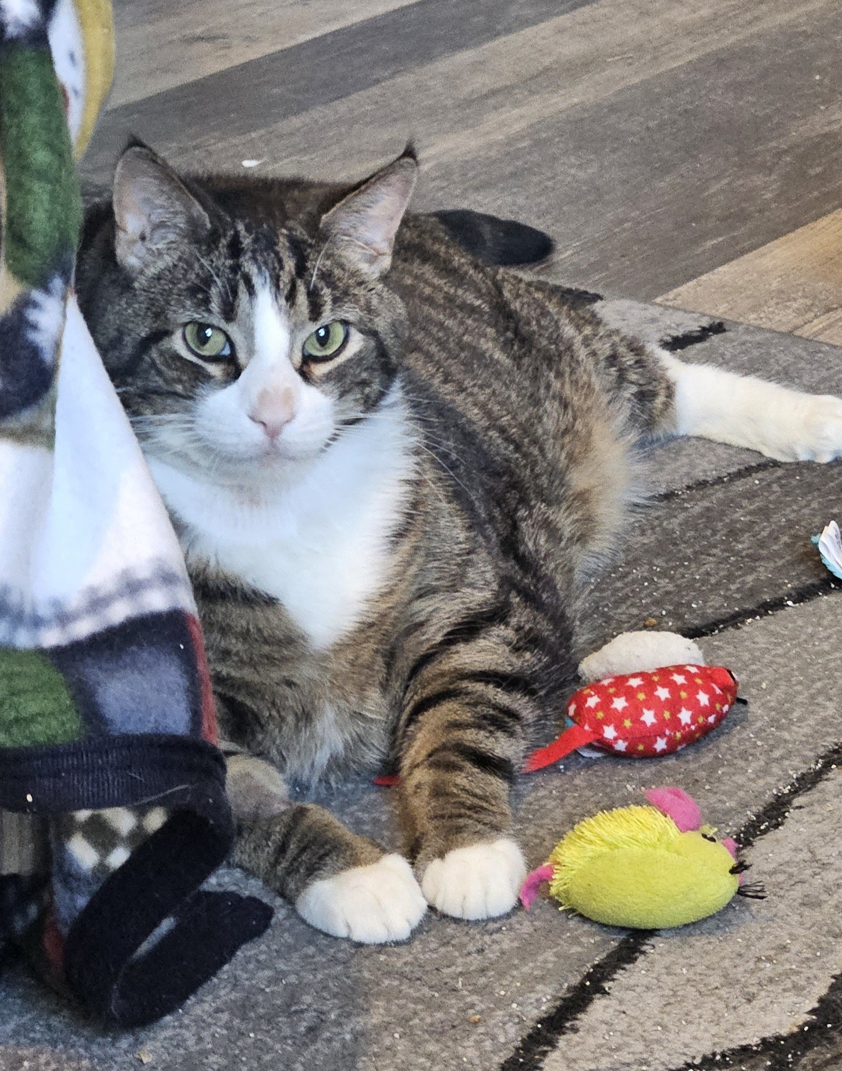 Tiberius ( Ti Ti ), a Adoptable Domestic Short Hair in Walkersville, MD image 2/6