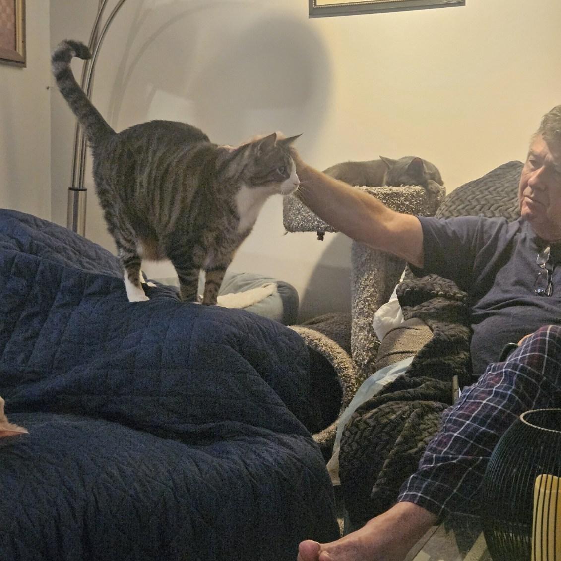 Tiberius ( Ti Ti ), a Adoptable Domestic Short Hair in Walkersville, MD image 3/6