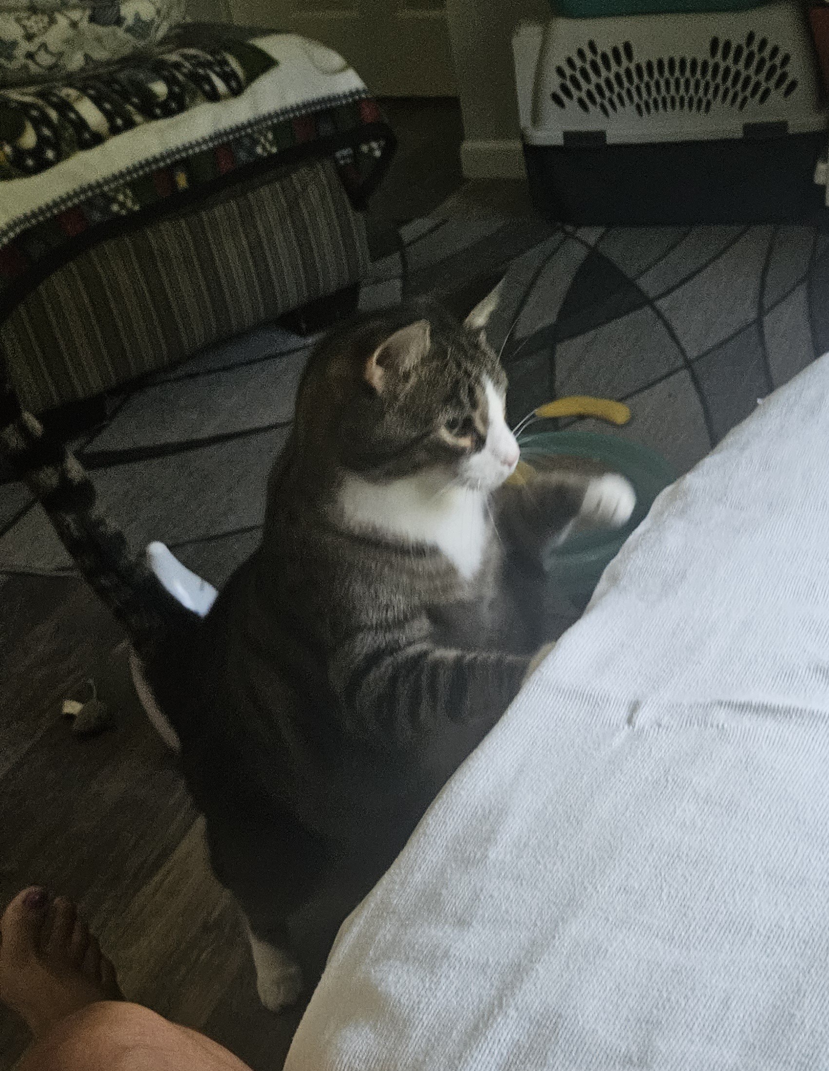 Tiberius ( Ti Ti ), a Adoptable Domestic Short Hair in Walkersville, MD image 5/6