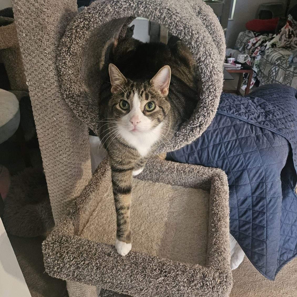 Tiberius ( Ti Ti ), a Adoptable Domestic Short Hair in Walkersville, MD image 4/6