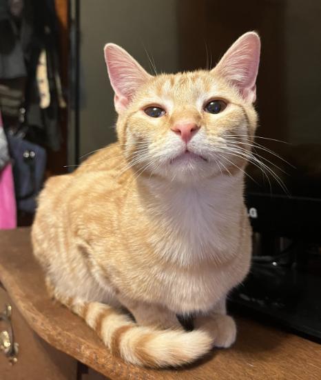Shiloh, Adoptable, Young Male Domestic Short Hair.