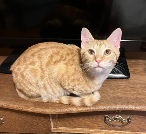 Enlarge Shiloh, a Adoptable Domestic Short Hair in Manhattan , KS image 5/6