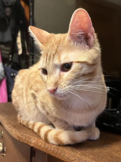 Enlarge Shiloh, a Adoptable Domestic Short Hair in Manhattan , KS image 4/6