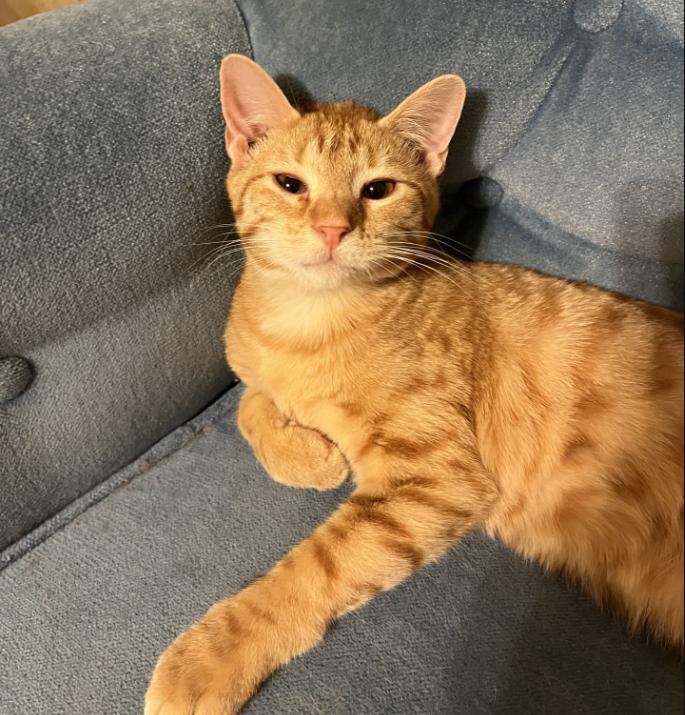 Shiloh, Adoptable, Young Male Domestic Short Hair.