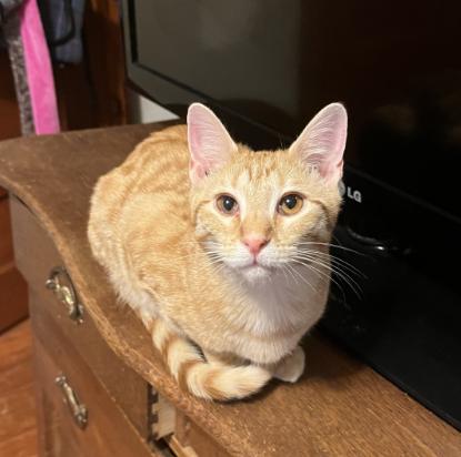 Enlarge Shiloh, a Adoptable Domestic Short Hair in Manhattan , KS image 6/6