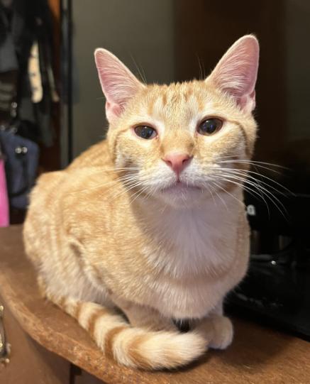 Enlarge Shiloh, a Adoptable Domestic Short Hair in Manhattan , KS image 3/6