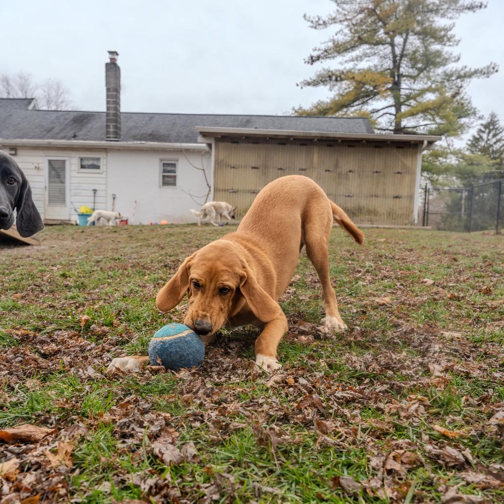 Rex, Adoptable, Puppy Male Bloodhound.