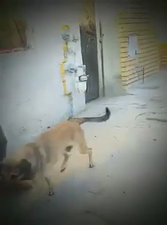 Enlarge Zague , a Adoptable mixed breed in Milford, PA video 11/11