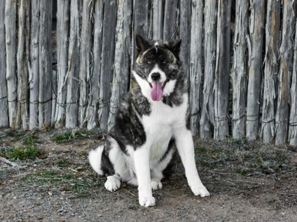 BORIS, Adoptable, Young Male Akita.