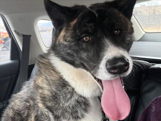 BORIS, Adoptable, Young Male Akita.