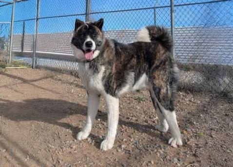 Enlarge BORIS, a Adoptable Akita in Santa Fe, NM image 1/1
