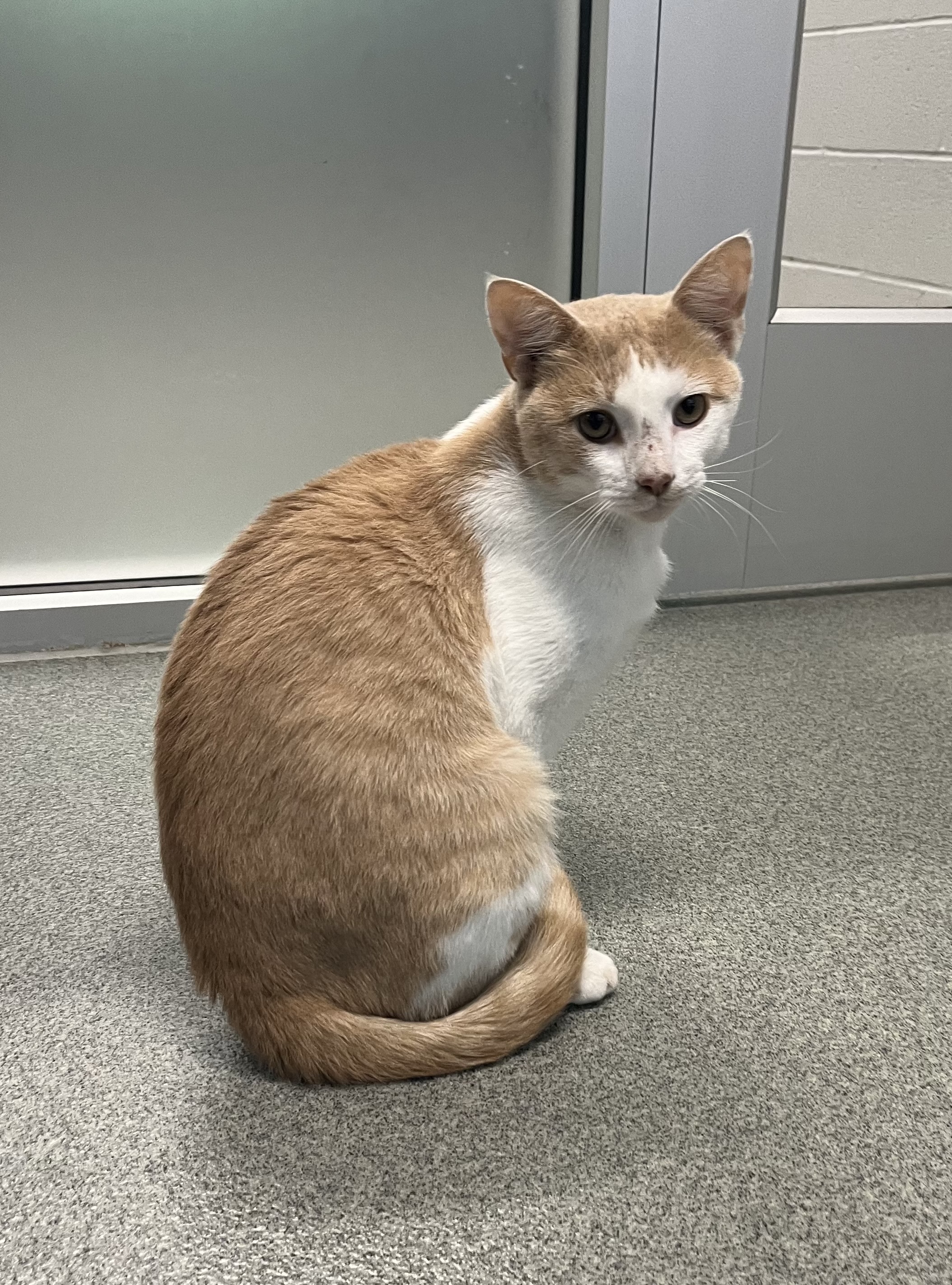 Cat for adoption Darwin, a Domestic Short Hair in Randleman, NC