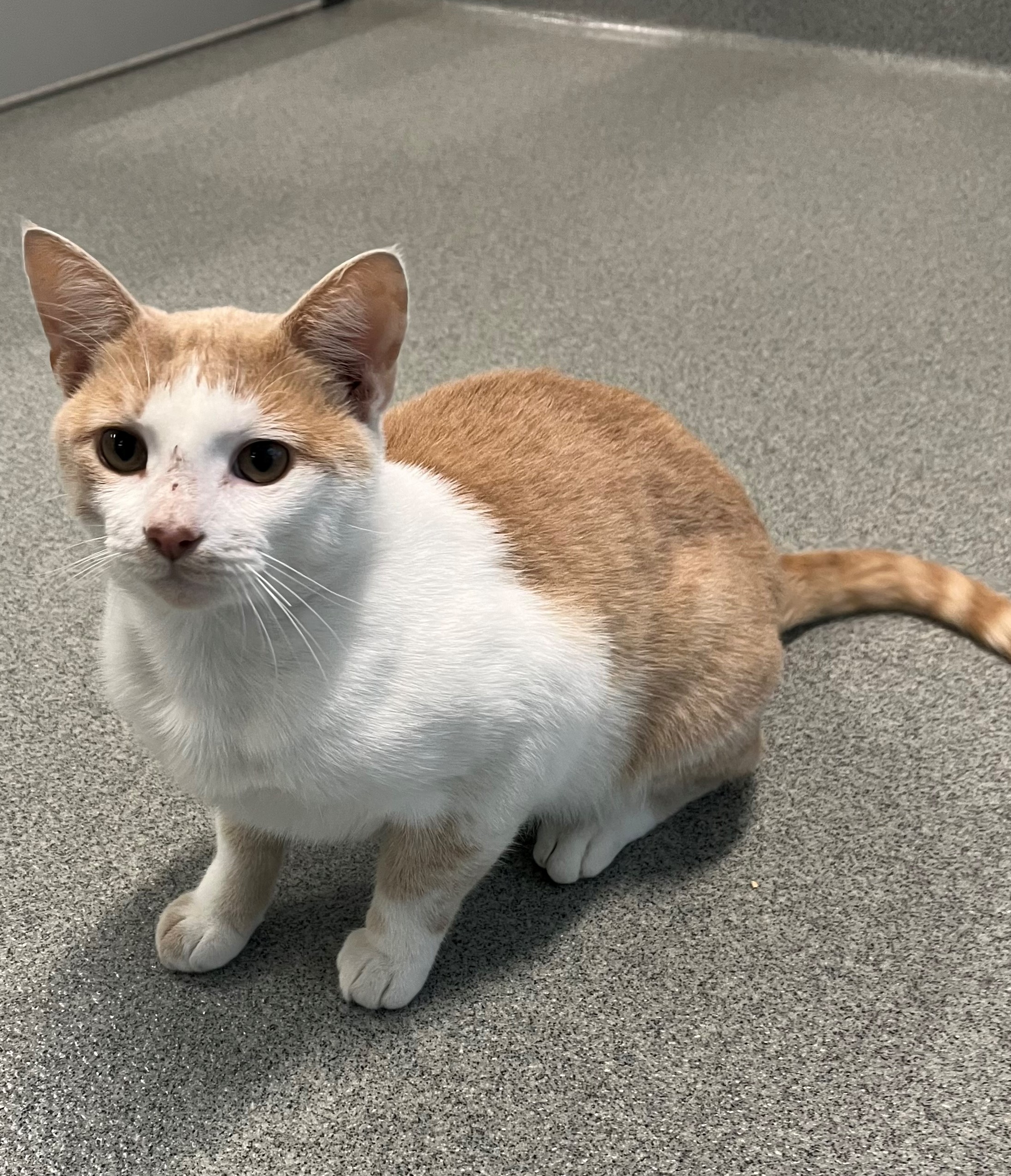 Cat for adoption Darwin, a Domestic Short Hair in Randleman, NC