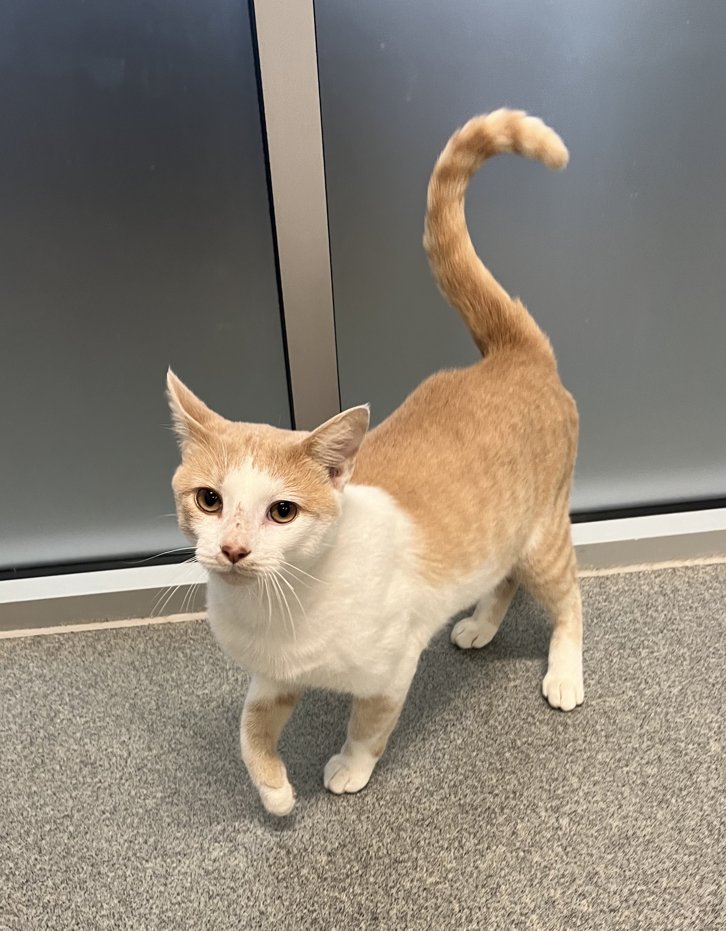 Cat for adoption Darwin, a Domestic Short Hair in Randleman, NC