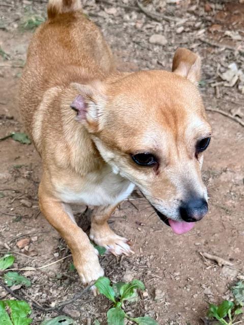 Squeak, a Adoptable mixed breed in Blue Ridge, GA image 3/3